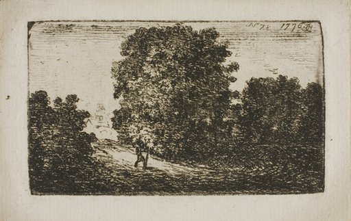 Trees Bordering a Road