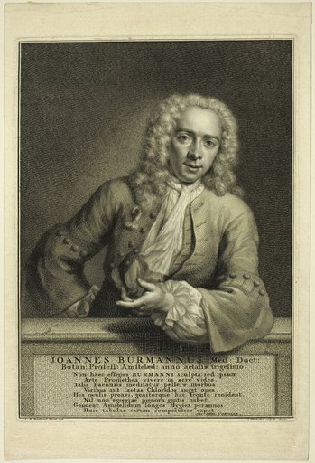 J. Burmannus