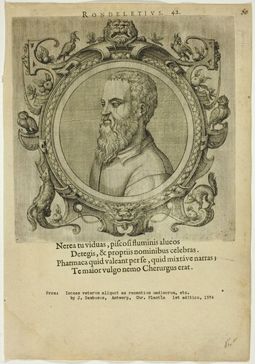 Portrait of Rondeletius