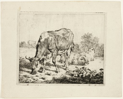 Bull Grazing and Three Sheep