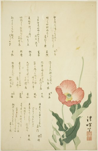 Two Poppies