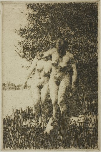 Alder