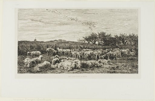 Meadow with sheep