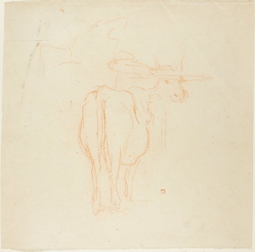 Standing Cattle