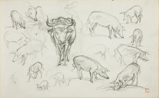 Sketches of Swine and an Ox