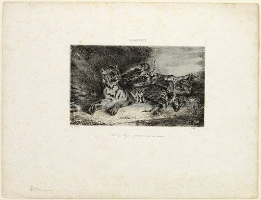 Young Tiger Playing with its Mother