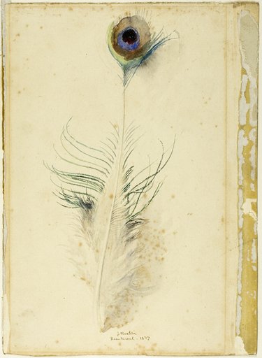 Peacock Feather