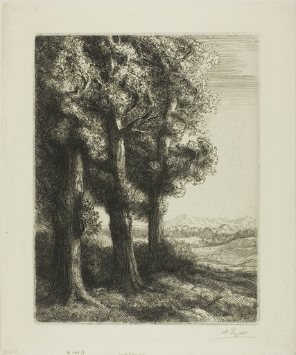 Edge of a Wood