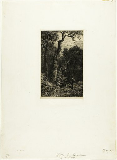 Shooting Woodcock