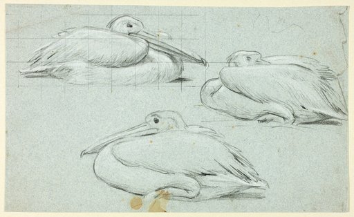 Three Sketches of Pelicans