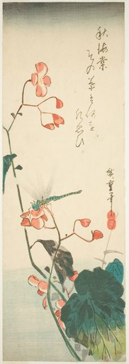 Dragonfly and begonia