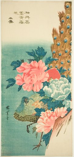 Peacock and peonies