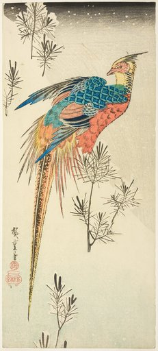 A Golden Pheasant Perched on a Steep Snowy Hillside amid Small Pine Saplings