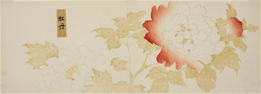 Peonies
