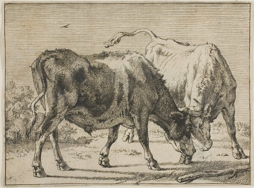 Two Bulls Fighting