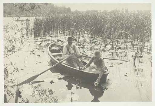 Gathering Water-Lilies