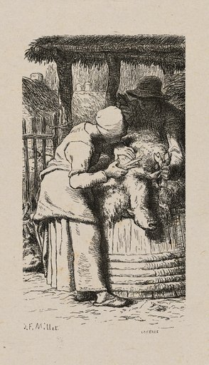 Woman Shearing Sheep