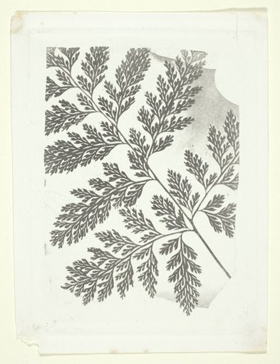 Branch of a Fern