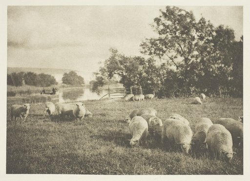 A Study of Sheep