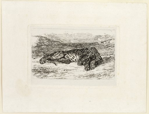 Tiger Resting in the Desert