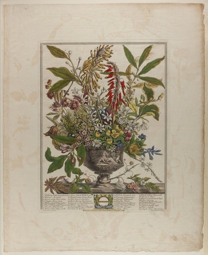 January, from Twelve Months of Flowers