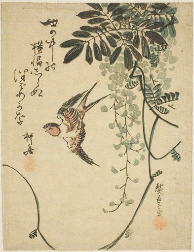 Swallow and wisteria