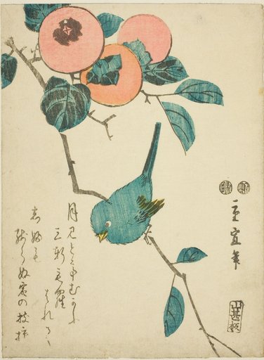 Japanese white-eye and persimmons