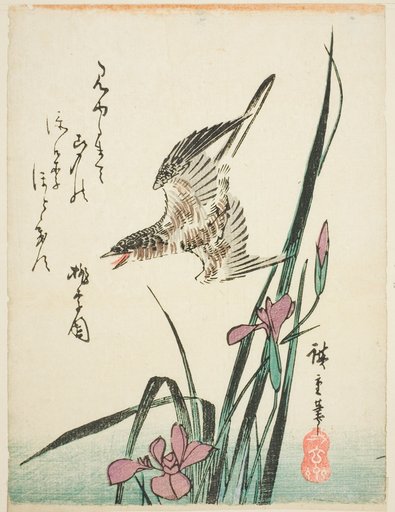 Cuckoo flying over iris