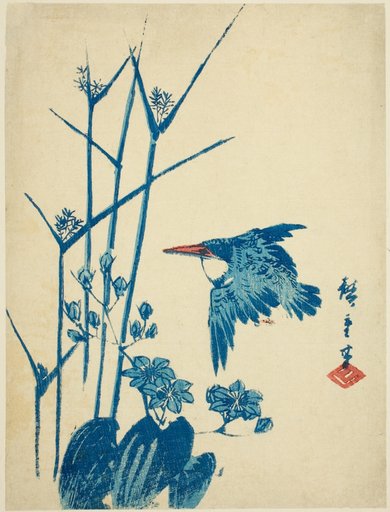 Kingfisher and monochoria