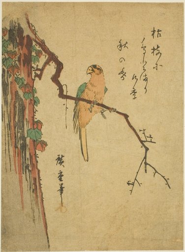 Macaw on ivy-covered tree