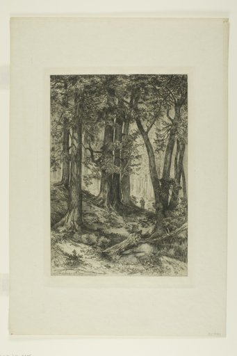 A California Forest
