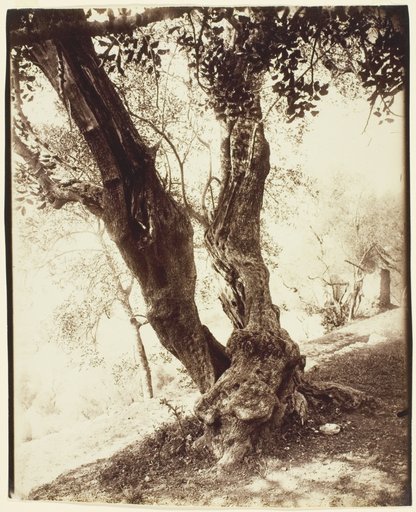 Olivier, Nice (Olive Tree, Nice)
