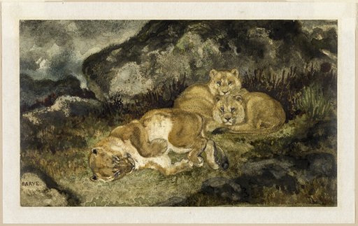 Lioness and Cubs