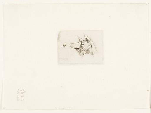 Head of a New Holland Dog