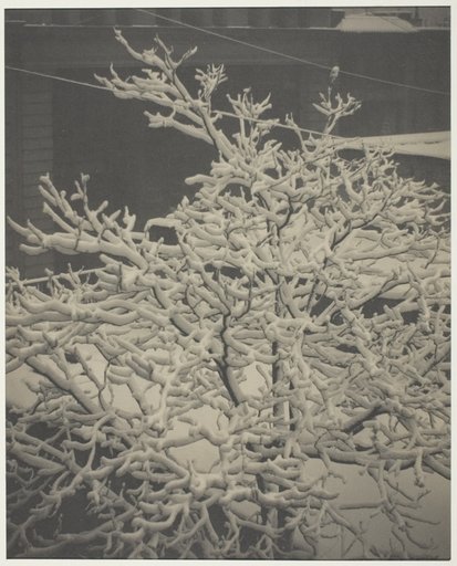 From the Back-Window "291" Snow-Covered Tree, Back-Yard