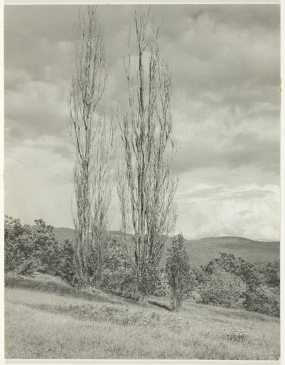 Poplars—Lake George