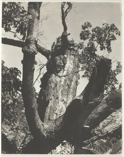 The Old Maple—Lake George