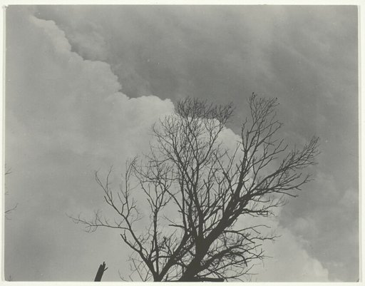 Tree Set 3