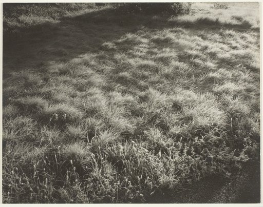 Grass and Frost