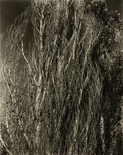 Poplars—Lake George