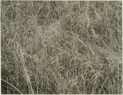 Grass