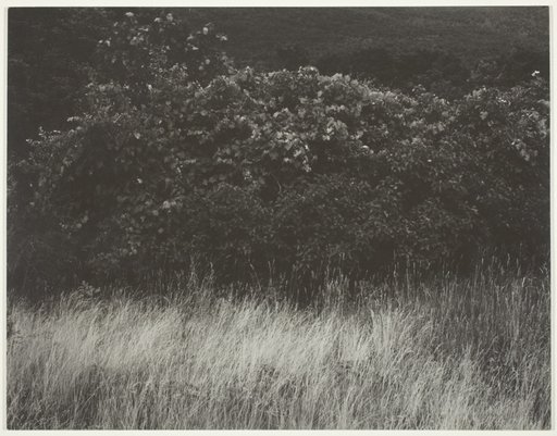 Hedge and Grasses - Lake George