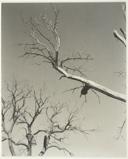 The Dying Chestnut Tree—My Teacher