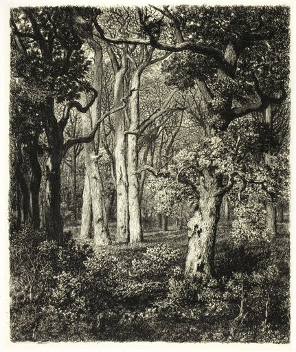 Old Oaks at Bas Bréau