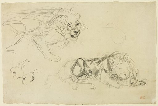 Studies of Lions