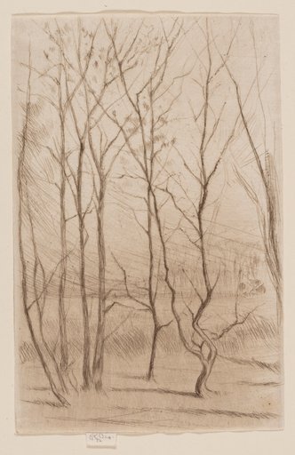 The Dam Wood