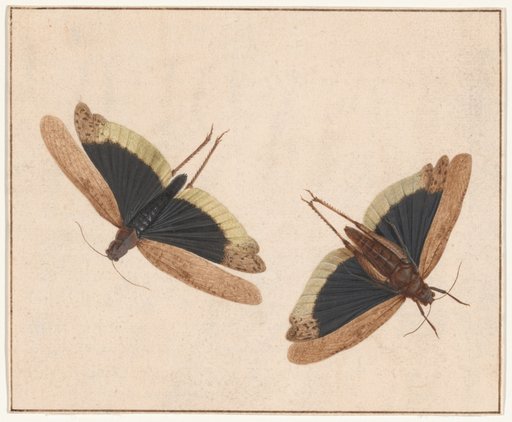 Two Grasshoppers