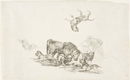 Bull Attacked by Dogs