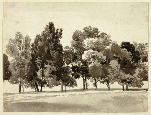 Grove of Leafy Trees