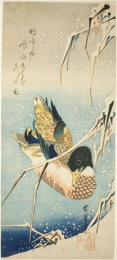 A Wild Duck Swimming by a Snow-covered Bank beneath Snow-laden Reeds
